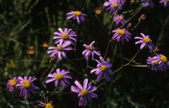 Senecio grandiflorus