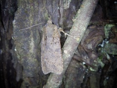 Rhynchaglaea fuscipennis