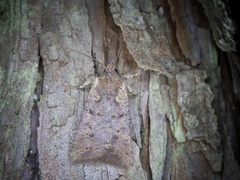 Rhynchaglaea fuscipennis