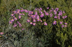 Senecio grandiflorus