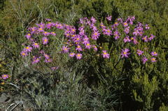 Senecio grandiflorus