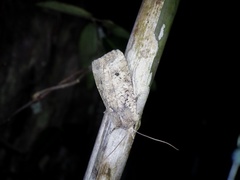 Rhynchaglaea fuscipennis