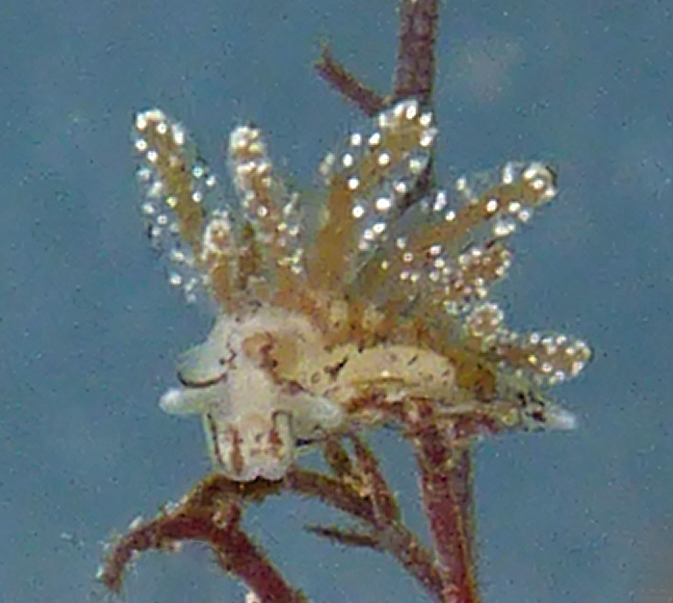 Plakobranchoidea