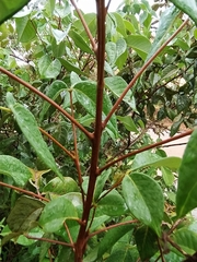 Spiranthera odoratissima