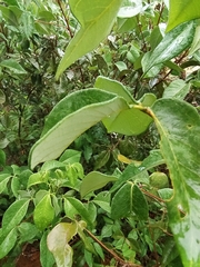 Spiranthera odoratissima