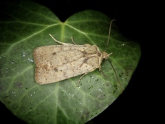 Rhynchaglaea fuscipennis