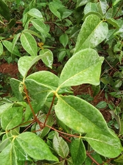 Spiranthera odoratissima