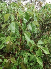 Spiranthera odoratissima