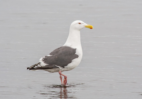 Slaty-backed Gull