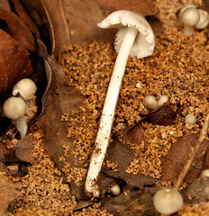 Termitomyces clypeatus