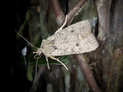 Rhynchaglaea fuscipennis