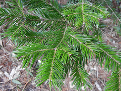 Abies sachalinensis