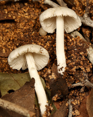 Termitomyces clypeatus
