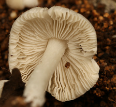 Termitomyces clypeatus