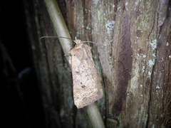 Rhynchaglaea fuscipennis