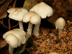 Termitomyces clypeatus