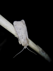 Rhynchaglaea fuscipennis