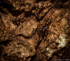 Euasteron enterprise