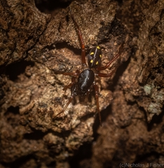 Euasteron enterprise