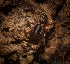 Euasteron enterprise