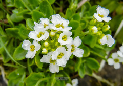 Draba borealis