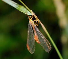 Nymphes aperta