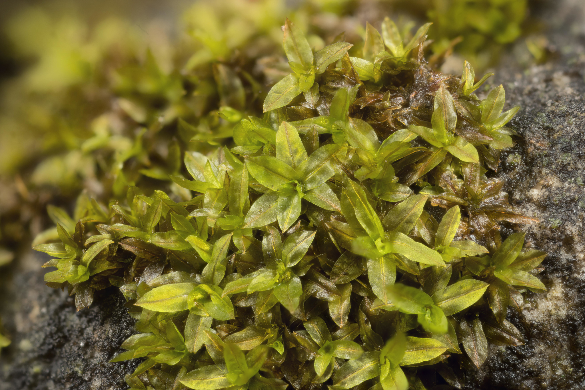 Hyophila involuta