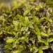 Hyophila Moss - Photo (c) klips, some rights reserved (CC BY-NC)