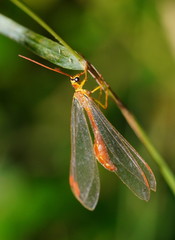 Nymphes aperta