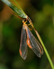 Nymphes aperta