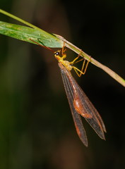 Nymphes aperta