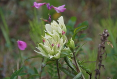 Castilleja pallida