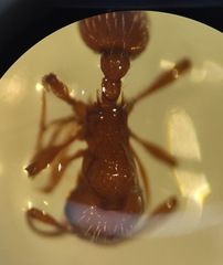 Myrmica specioides