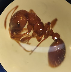 Myrmica specioides