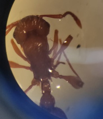 Myrmica specioides
