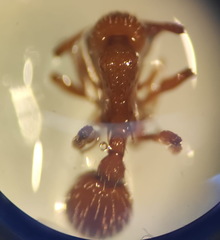 Myrmica specioides