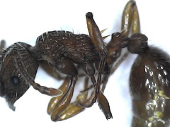 Myrmica specioides