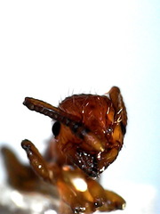 Myrmica specioides