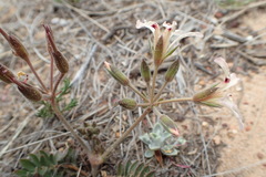 Pelargonium trifoliolatum