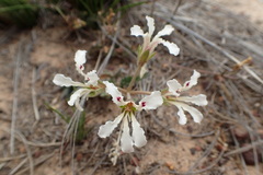Pelargonium trifoliolatum
