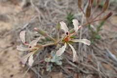 Pelargonium trifoliolatum