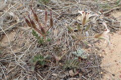 Pelargonium trifoliolatum