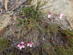 Pelargonium capillare