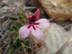 Pelargonium capillare