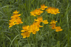 Trollius macropetalus