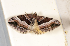 Chrysolarentia lucidulata