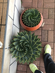Aloe polyphylla