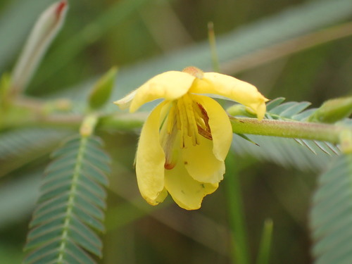 Image of Trailing dwarf cassia by (c) Mahomed Desai, some rights reserved (CC BY)