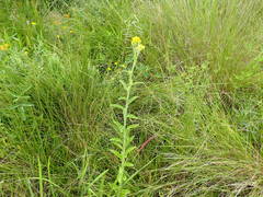 Nidorella auriculata