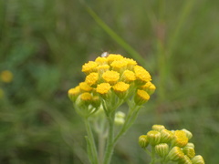 Nidorella auriculata